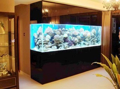 金鱼是风水鱼吗