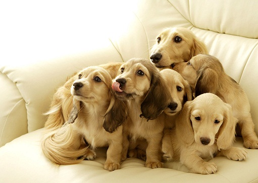 你家屋内适宜饲养狗吗？